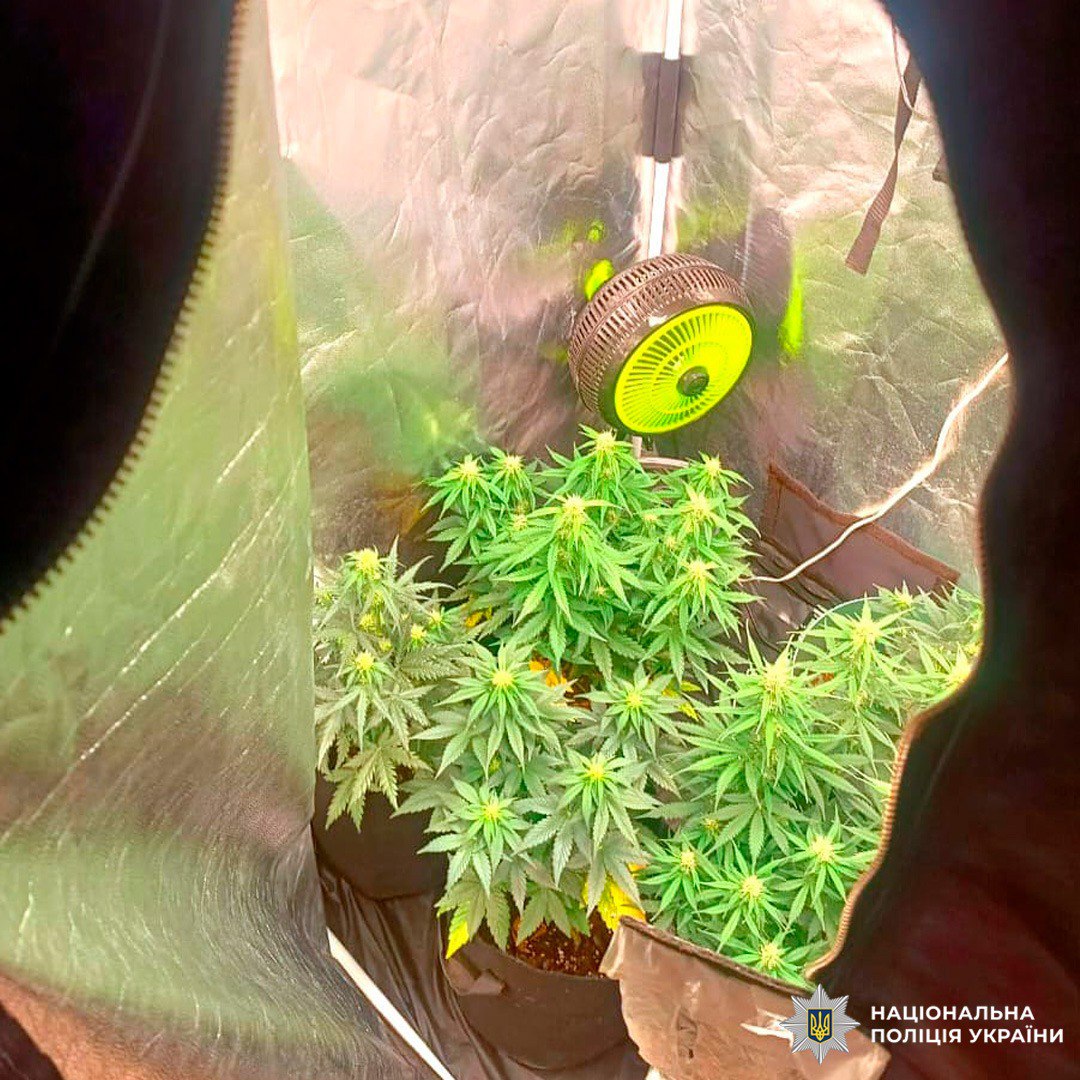 Житель Харкова вирощував удома коноплі та збував її